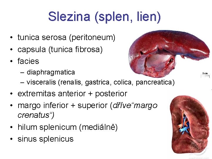 Slezina (splen, lien) • tunica serosa (peritoneum) • capsula (tunica fibrosa) • facies –