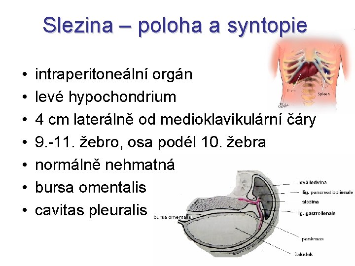 Slezina – poloha a syntopie • • intraperitoneální orgán levé hypochondrium 4 cm laterálně
