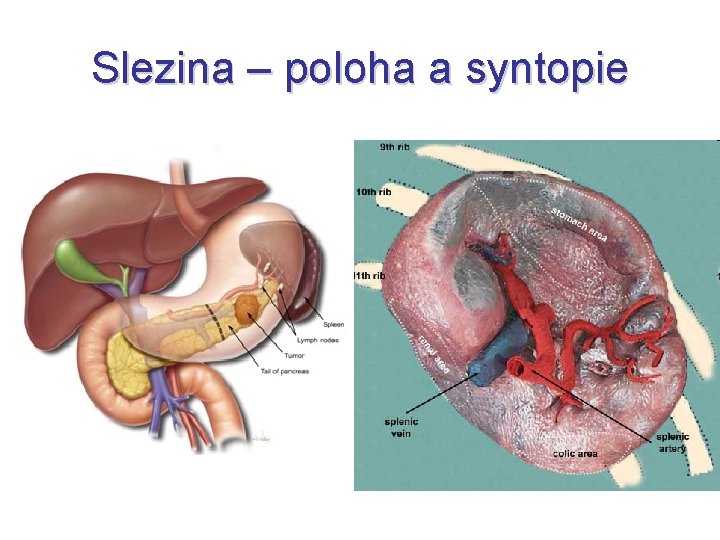 Slezina – poloha a syntopie 