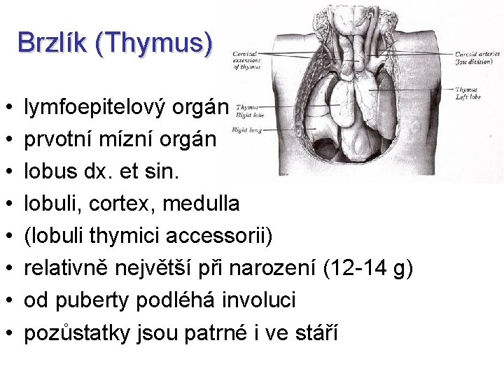 Brzlík (Thymus) • • lymfoepitelový orgán prvotní mízní orgán lobus dx. et sin. lobuli,