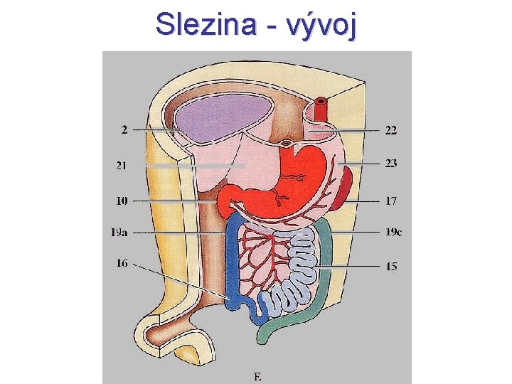 Slezina - vývoj 