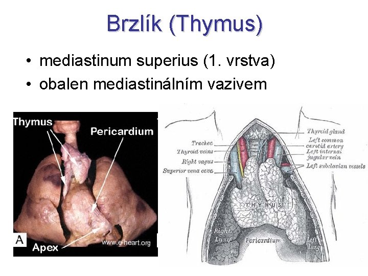 Brzlík (Thymus) • mediastinum superius (1. vrstva) • obalen mediastinálním vazivem 