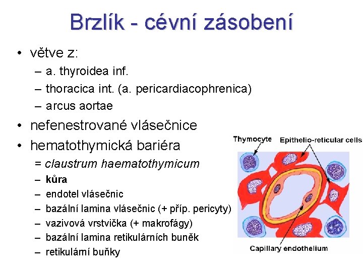 Brzlík - cévní zásobení • větve z: – a. thyroidea inf. – thoracica int.