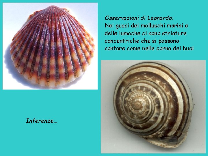 Osservazioni di Leonardo: Nei gusci dei molluschi marini e delle lumache ci sono striature