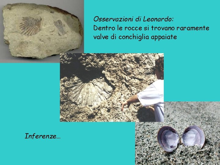 Osservazioni di Leonardo: Dentro le rocce si trovano raramente valve di conchiglia appaiate Inferenze…