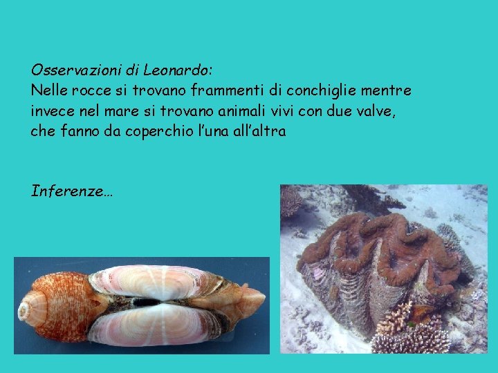 Osservazioni di Leonardo: Nelle rocce si trovano frammenti di conchiglie mentre invece nel mare