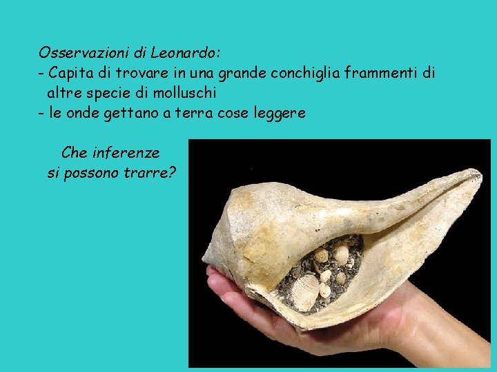 Osservazioni di Leonardo: - Capita di trovare in una grande conchiglia frammenti di altre