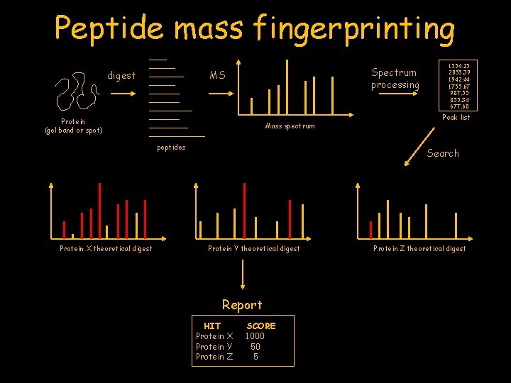 Peptide mass fingerprinting digest Spectrum processing MS Protein (gel band or spot) Mass spectrum