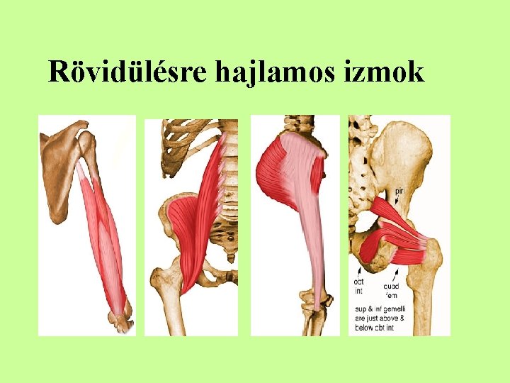 Rövidülésre hajlamos izmok 