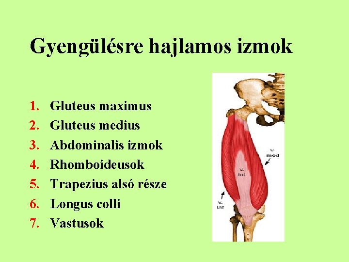 Gyengülésre hajlamos izmok 1. 2. 3. 4. 5. 6. 7. Gluteus maximus Gluteus medius