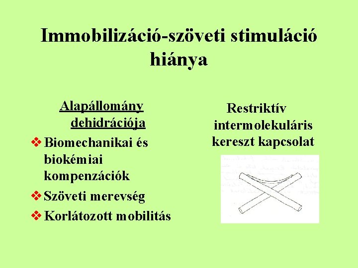 Immobilizáció-szöveti stimuláció hiánya Alapállomány dehidrációja v Biomechanikai és biokémiai kompenzációk v Szöveti merevség v