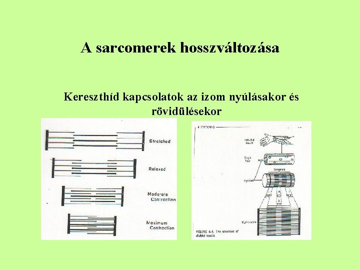 A sarcomerek hosszváltozása Kereszthíd kapcsolatok az izom nyúlásakor és rövidülésekor 