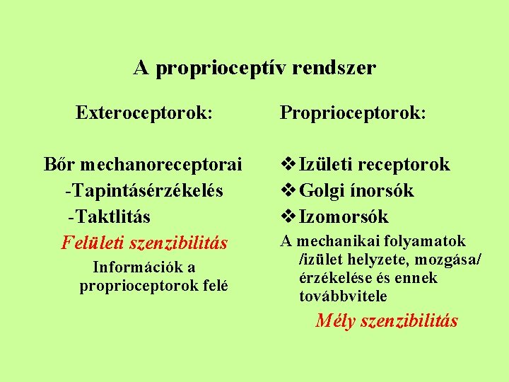 A proprioceptív rendszer Exteroceptorok: Bőr mechanoreceptorai -Tapintásérzékelés -Taktlitás Felületi szenzibilitás Információk a proprioceptorok felé