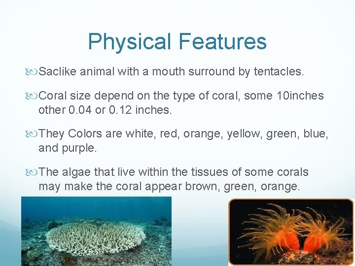 Physical Features Saclike animal with a mouth surround by tentacles. Coral size depend on