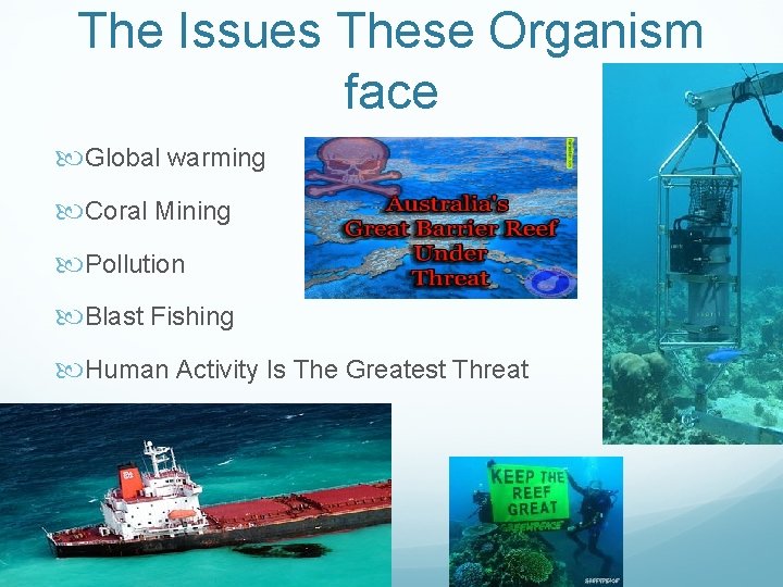 The Issues These Organism face Global warming Coral Mining Pollution Blast Fishing Human Activity