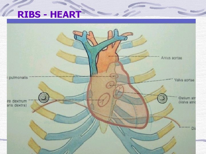 RIBS - HEART 