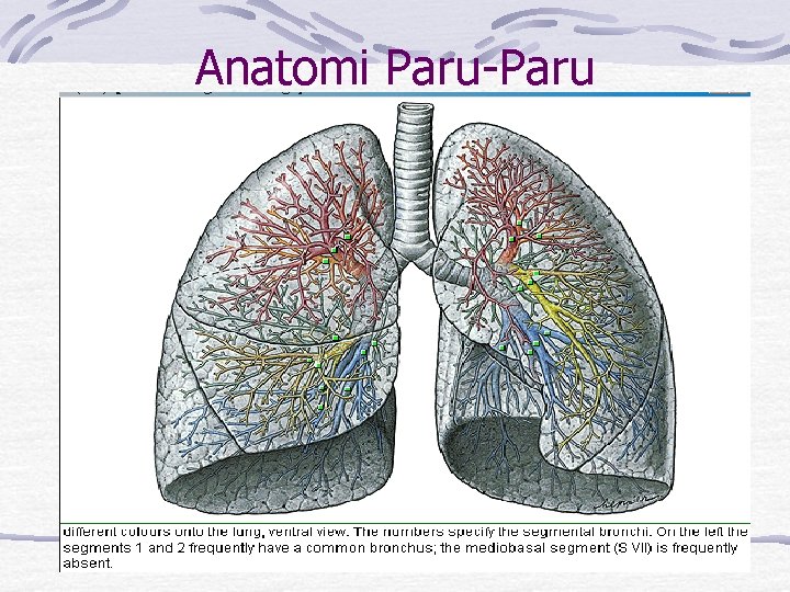 Anatomi Paru-Paru 