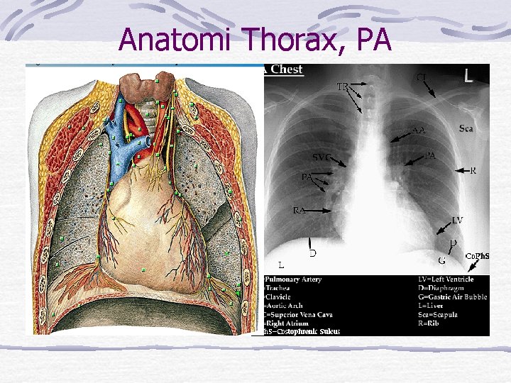 Anatomi Thorax, PA 