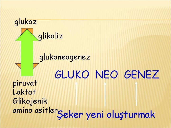 glukoz glikoliz glukoneogenez GLUKO NEO GENEZ piruvat Laktat Glikojenik amino asitler Şeker yeni oluşturmak