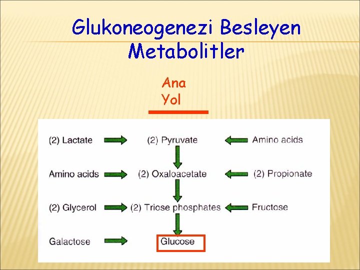 Glukoneogenezi Besleyen Metabolitler Ana Yol 