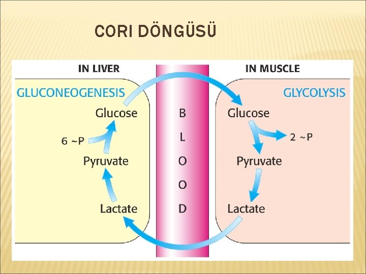 CORI DÖNGÜSÜ 