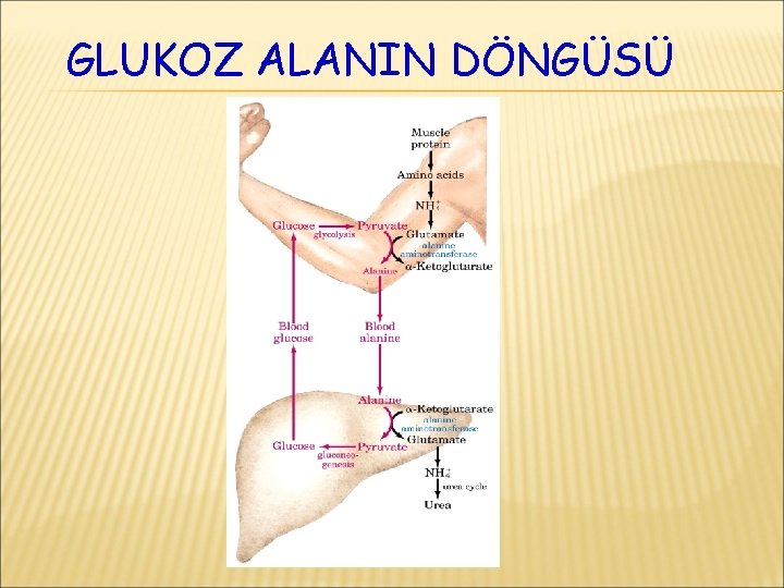 GLUKOZ ALANIN DÖNGÜSÜ 