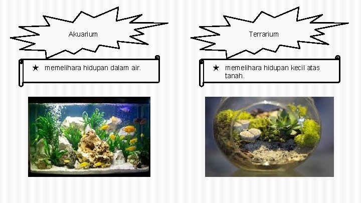 Akuarium ★ memelihara hidupan dalam air. Terrarium ★ memelihara hidupan kecil atas tanah. 