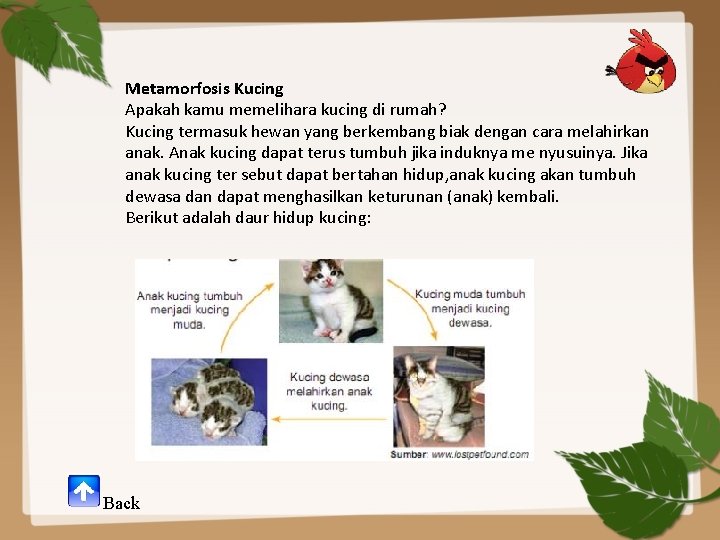 Metamorfosis Kucing Apakah kamu memelihara kucing di rumah? Kucing termasuk hewan yang berkembang biak