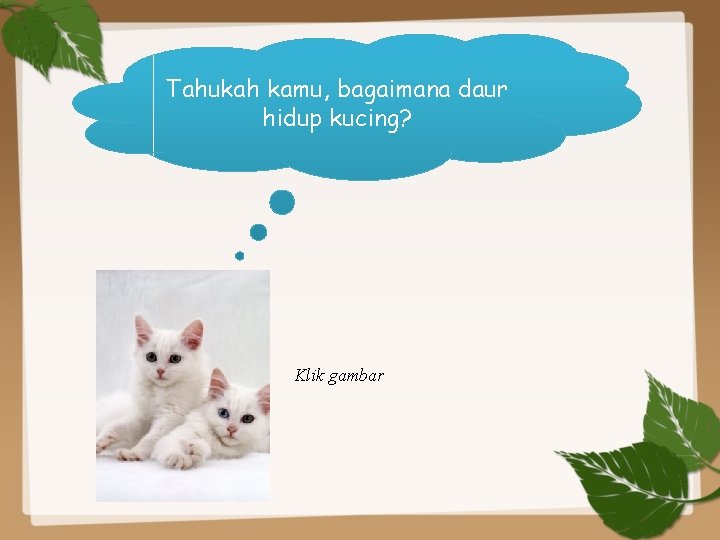 Tahukah kamu, bagaimana daur hidup kucing? Klik gambar 