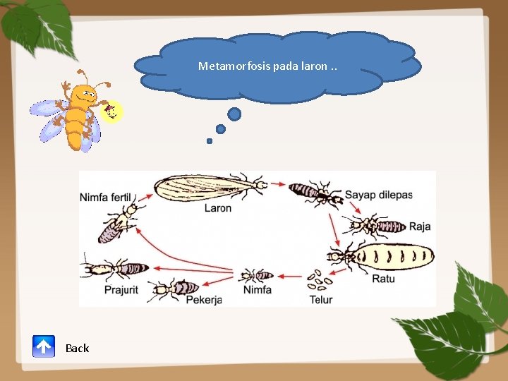 Metamorfosis pada laron. . Back 