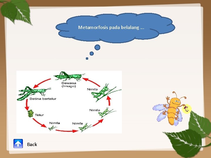 Metamorfosis pada belalang. . . Back 