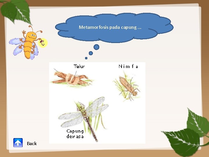 Metamorfosis pada capung. . . Back 