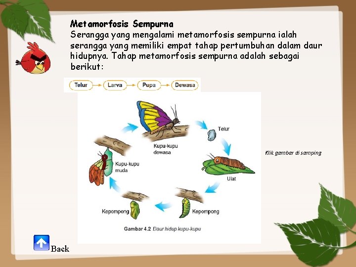 Metamorfosis Sempurna Serangga yang mengalami metamorfosis sempurna ialah serangga yang memiliki empat tahap pertumbuhan