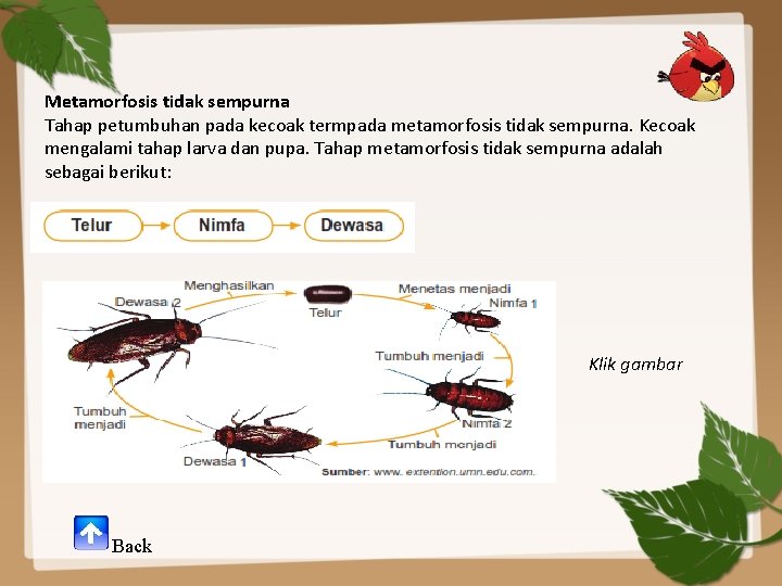 Metamorfosis tidak sempurna Tahap petumbuhan pada kecoak termpada metamorfosis tidak sempurna. Kecoak mengalami tahap