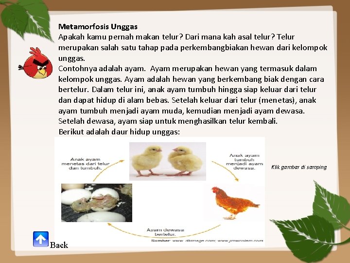 Metamorfosis Unggas Apakah kamu pernah makan telur? Dari mana kah asal telur? Telur merupakan