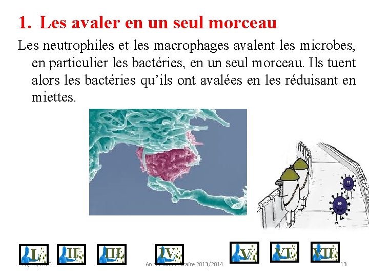 1. Les avaler en un seul morceau Les neutrophiles et les macrophages avalent les