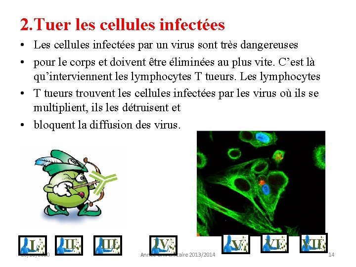 2. Tuer les cellules infectées • Les cellules infectées par un virus sont très