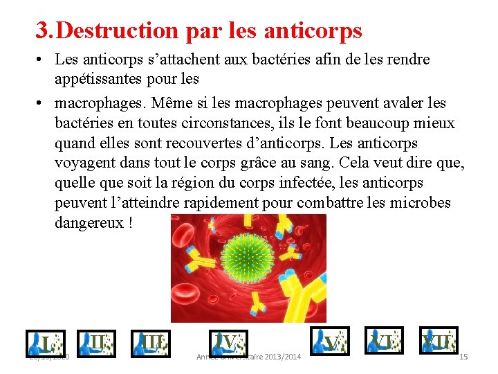 3. Destruction par les anticorps • Les anticorps s’attachent aux bactéries afin de les