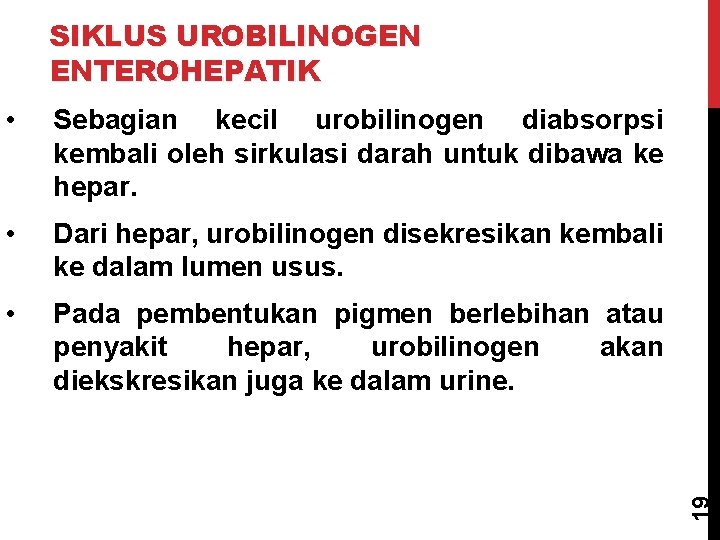  • Sebagian kecil urobilinogen diabsorpsi kembali oleh sirkulasi darah untuk dibawa ke hepar.