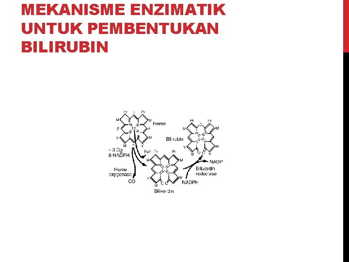 MEKANISME ENZIMATIK UNTUK PEMBENTUKAN BILIRUBIN 