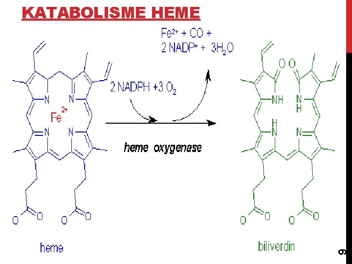 9 KATABOLISME HEME 