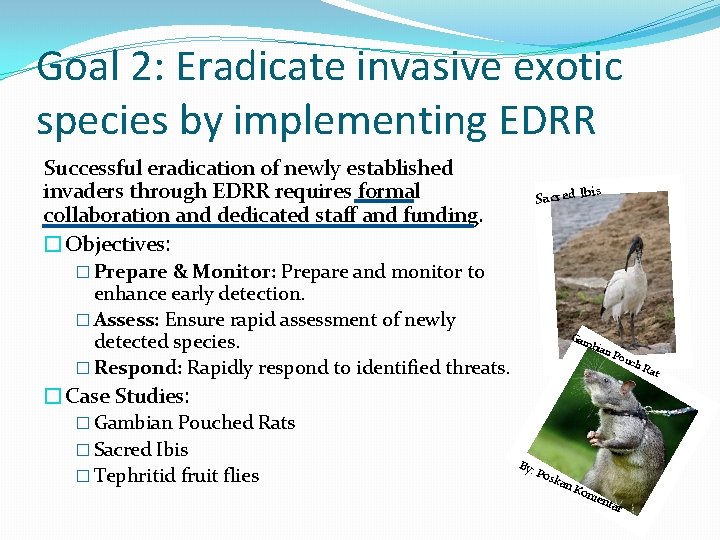 Goal 2: Eradicate invasive exotic species by implementing EDRR Successful eradication of newly established