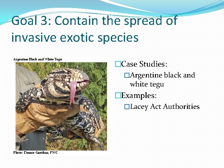 Goal 3: Contain the spread of invasive exotic species Argentine Black and White Tegu