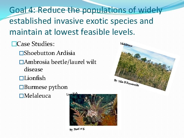 Goal 4: Reduce the populations of widely established invasive exotic species and maintain at