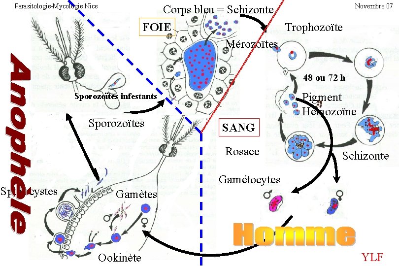 Parasitologie-Mycologie Nice Corps bleu = Schizonte Trophozoïte FOIE Mérozoïtes Novembre 07 48 ou 72