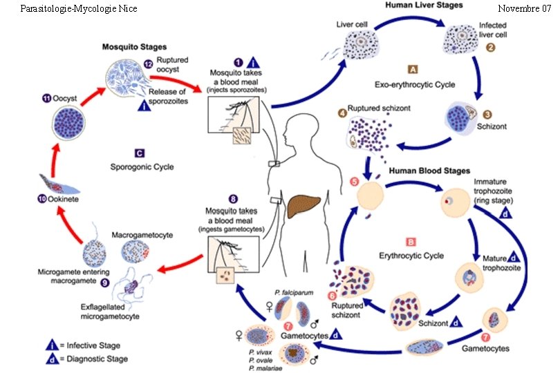Parasitologie-Mycologie Nice Novembre 07 