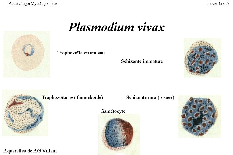 Parasitologie-Mycologie Nice Novembre 07 Plasmodium vivax Trophozoïte en anneau Schizonte immature Trophozoïte agé (amoeboïde)