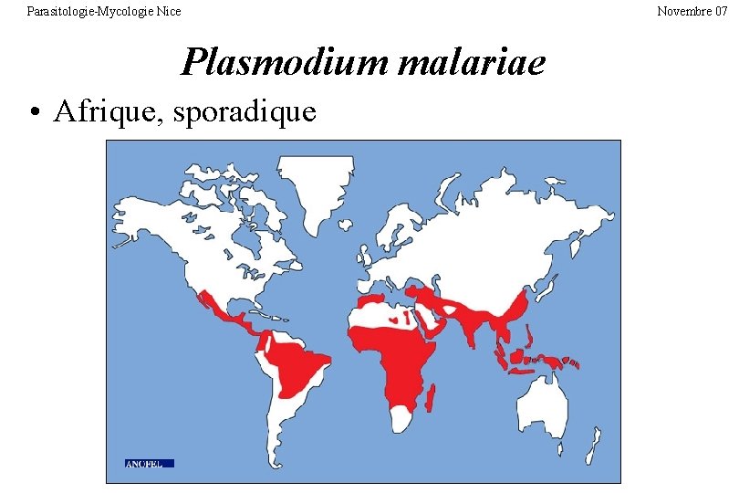 Parasitologie-Mycologie Nice Plasmodium malariae • Afrique, sporadique Novembre 07 