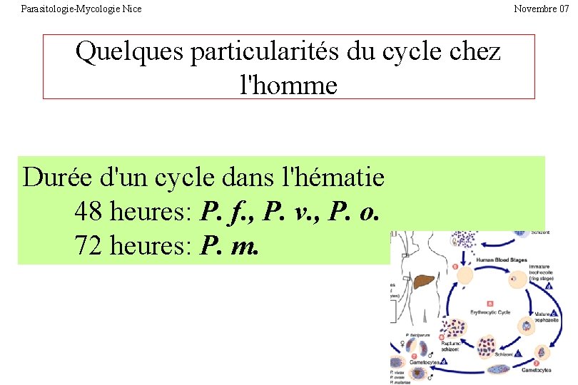 Parasitologie-Mycologie Nice Quelques particularités du cycle chez l'homme Durée d'un cycle dans l'hématie 48