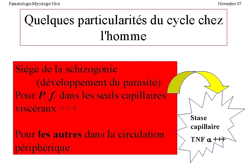 Parasitologie-Mycologie Nice Novembre 07 Quelques particularités du cycle chez l'homme Siége de la schizogonie